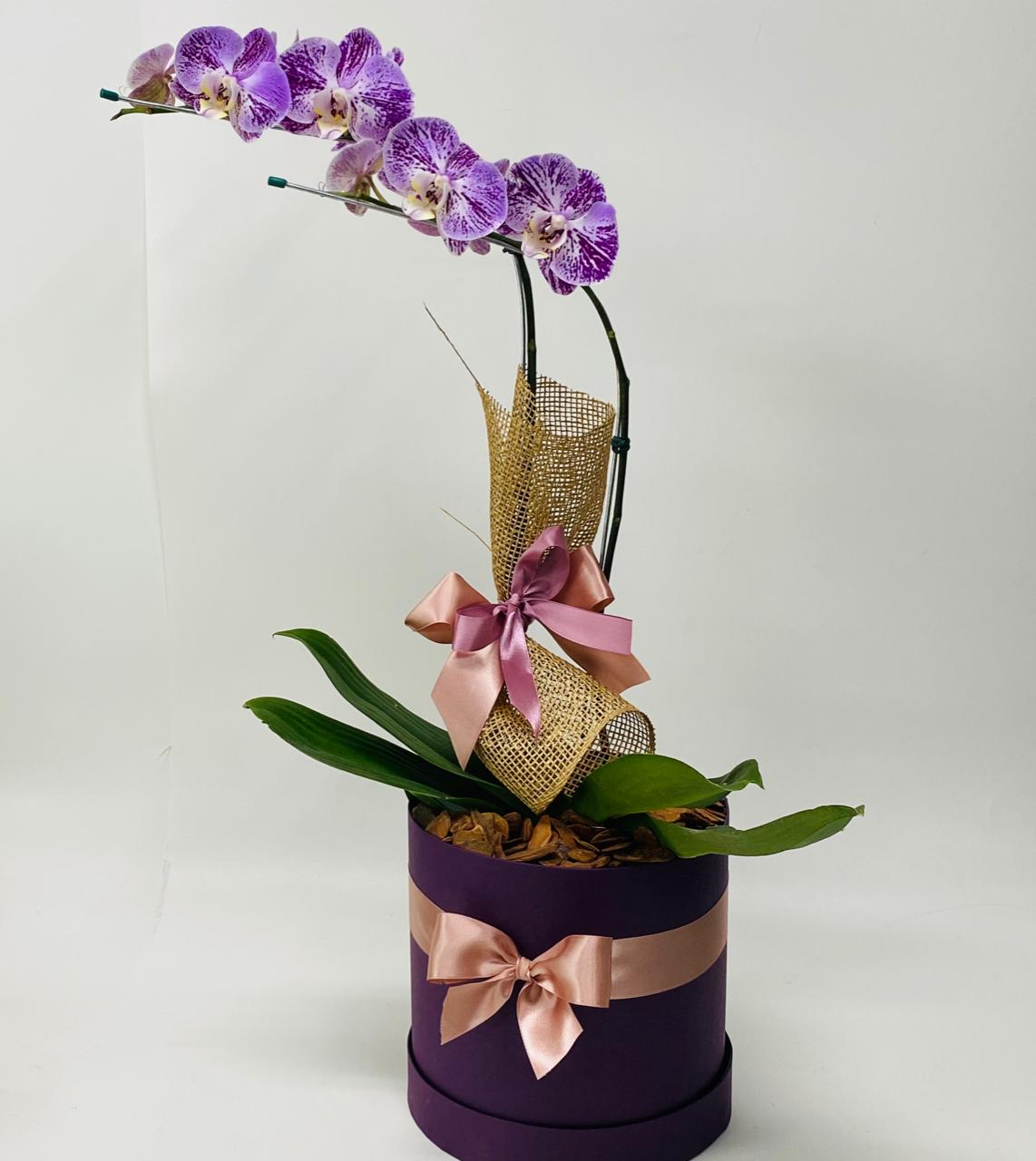 Box Orquídea Lilás - Innova Cestas e Flores