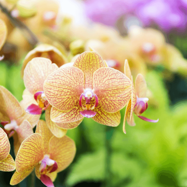 Imagem representando Orquídeas